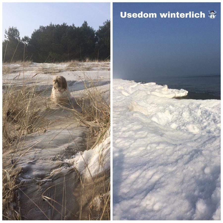 Ferienwohnung Mit Terrasse - Insel Usedom Trassenheide Exteriör bild